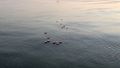 Drifters floating on the sea surface 