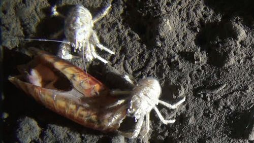Two crabs are feasting on a mussel. 